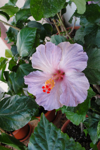  - Hibiscus Gommer 1