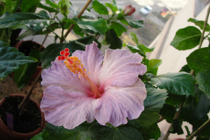  - Hibiscus Gommer 1