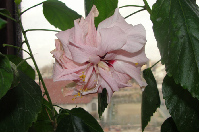  - Hibiscus-1