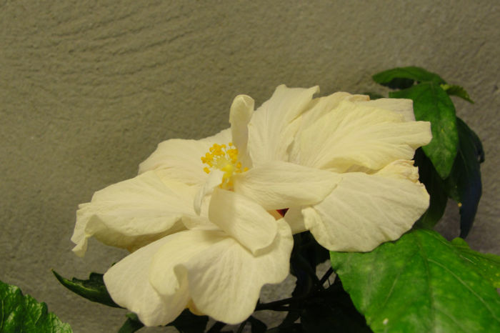 hibiscus alb involt - Hibiscus-1