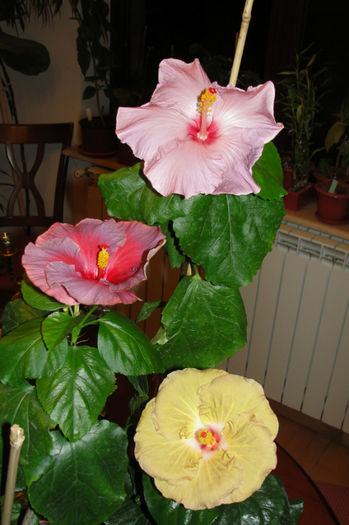  - Hibiscus Gommer 1