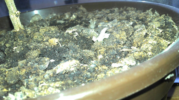 2013-02-22 07.34.42 - Paulownia Experiment