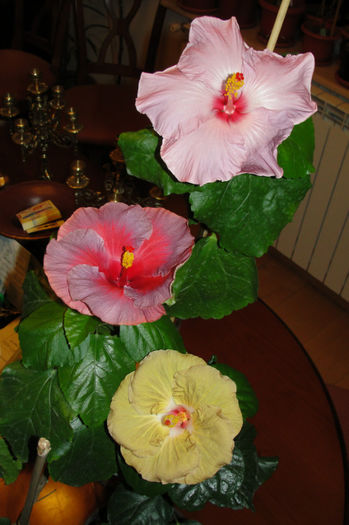 hibiscus Bayou Irene (mijloc) - Hibiscus Gommer 1