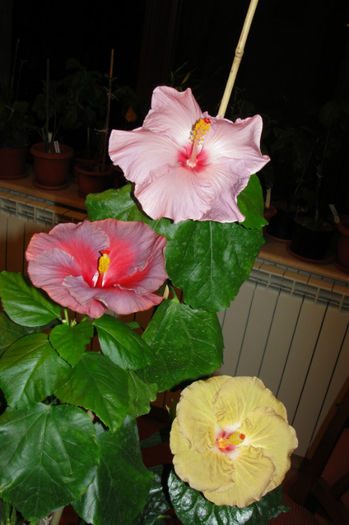  - Hibiscus Gommer 1