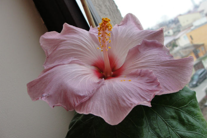 hibiscus Katlyn Jane - Hibiscus Gommer 1
