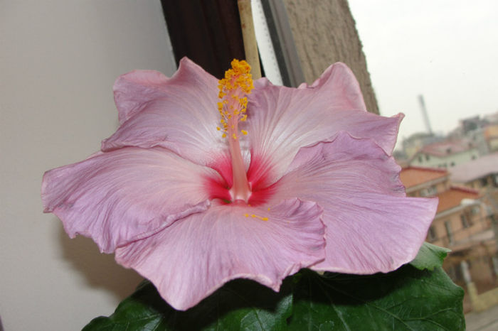  - Hibiscus Gommer 1