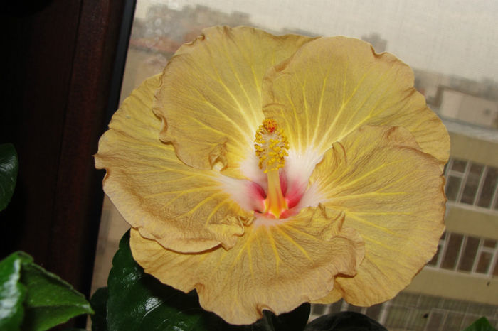 hibiscus Suntan