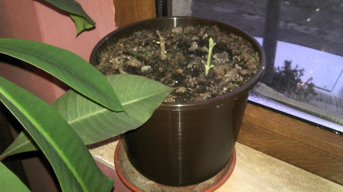 2013-02-24 07.14.20 - Paulownia Experiment