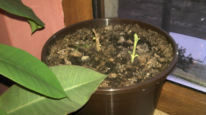 2013-02-24 07.14.26; Paulownia
