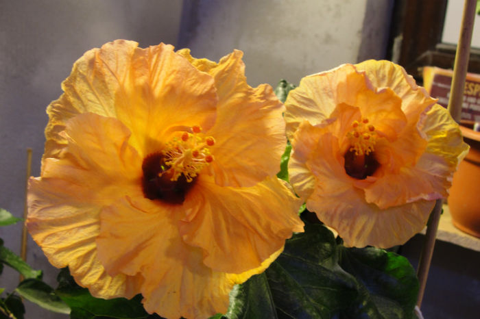 hibiscus Orange Spice - Hibiscus Gommer 1