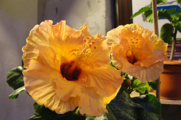  - Hibiscus Gommer 1