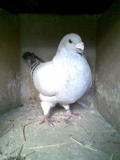 voiajor standard 1[1]