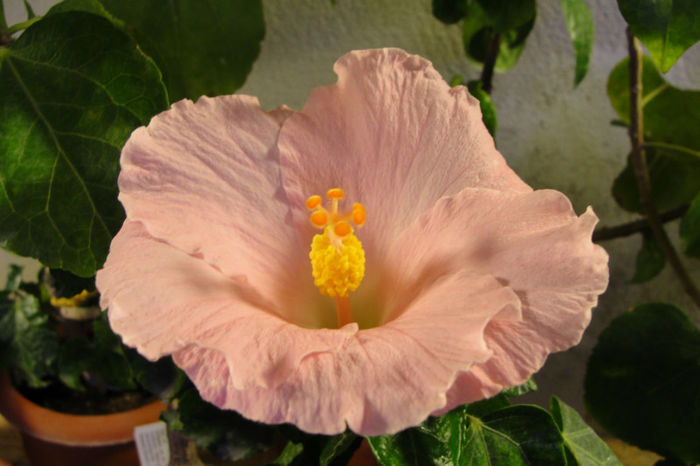 hibiscus Boondah