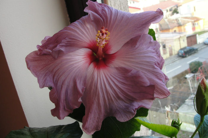 hibiscus Katlyn Jane