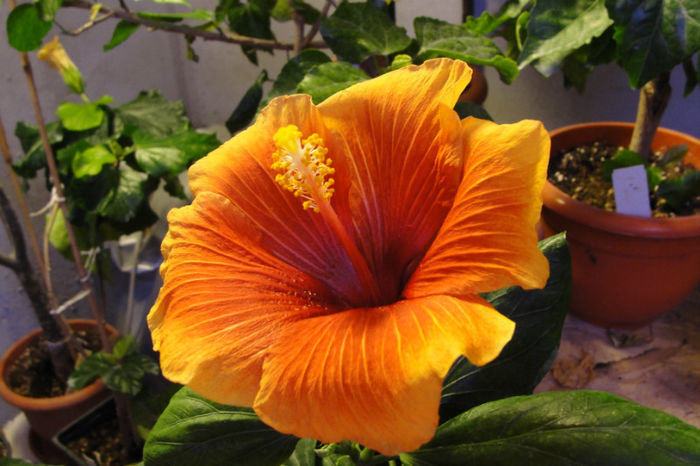  - Hibiscus Gommer 1