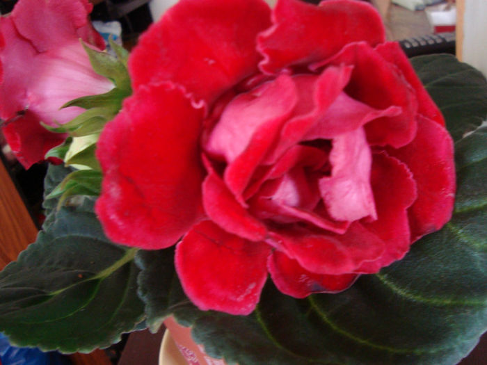 gloxinia - florile mele 1