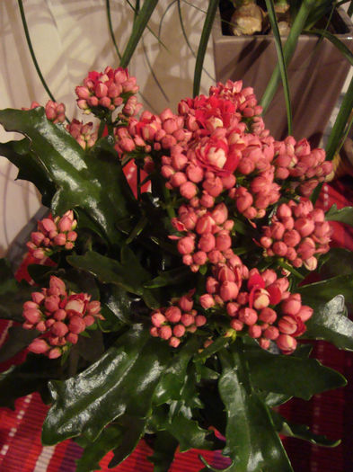 calanchoe