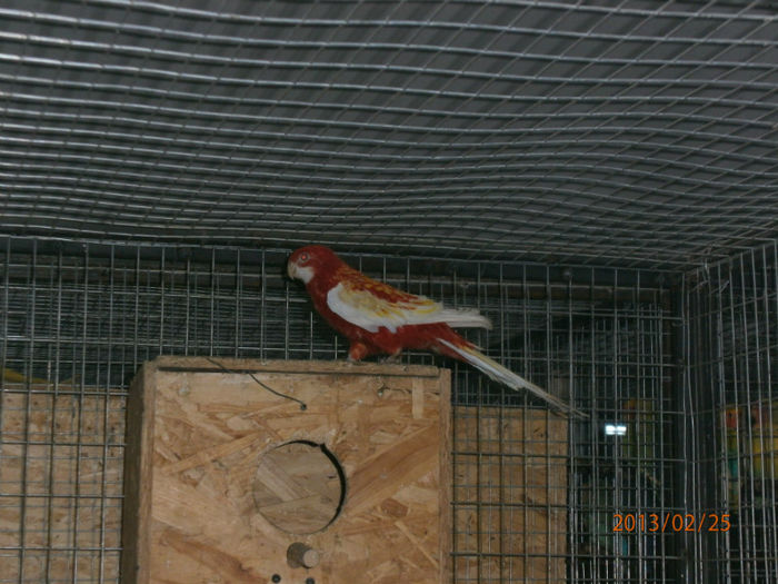 Rosella Rubino