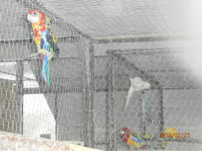Rosella Standard - Papagali Rosella