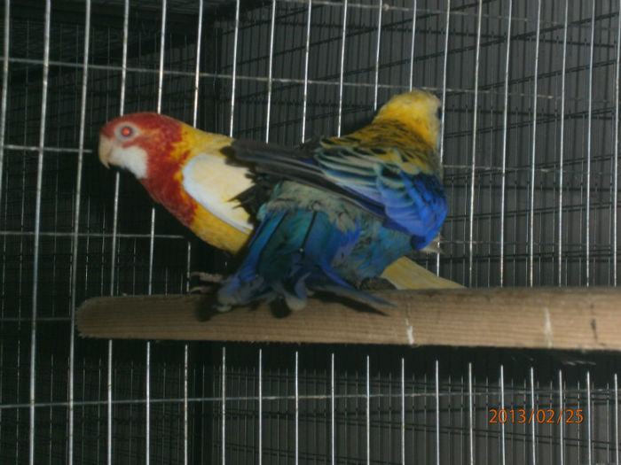 Rosella Lutino si albastra