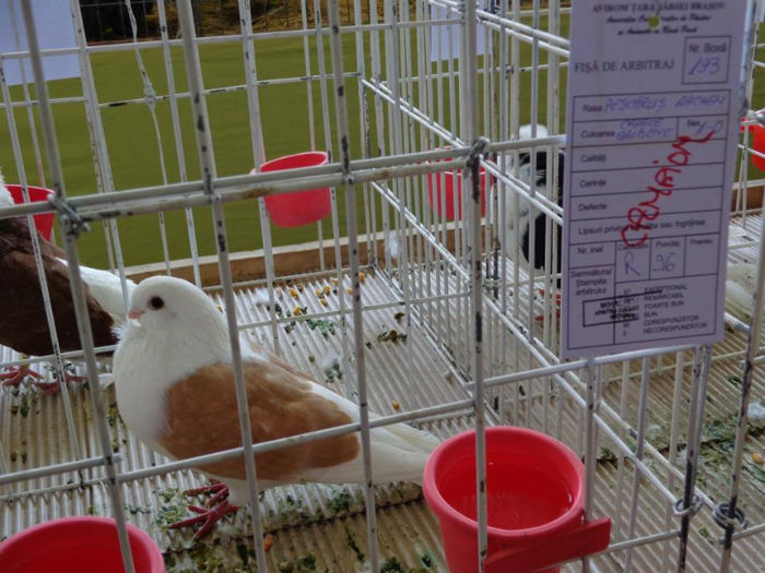 camp Brasov 2013 - 3 PESCARUS DE  AACHEN