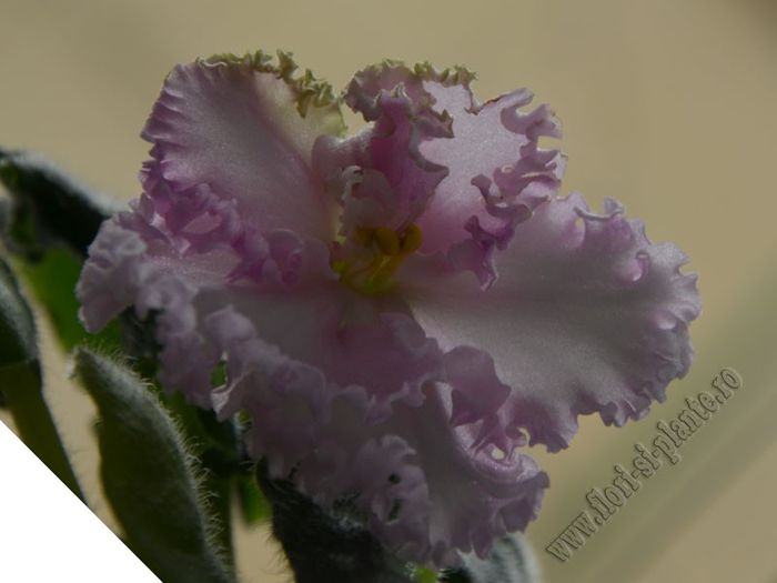 Saintpaulia Williwaw