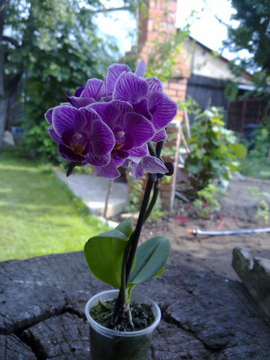 060620121680 - Dedicatie pentru Mildred