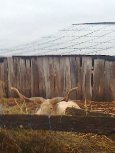 BERBEC RATCA de vanzare; MIOR
