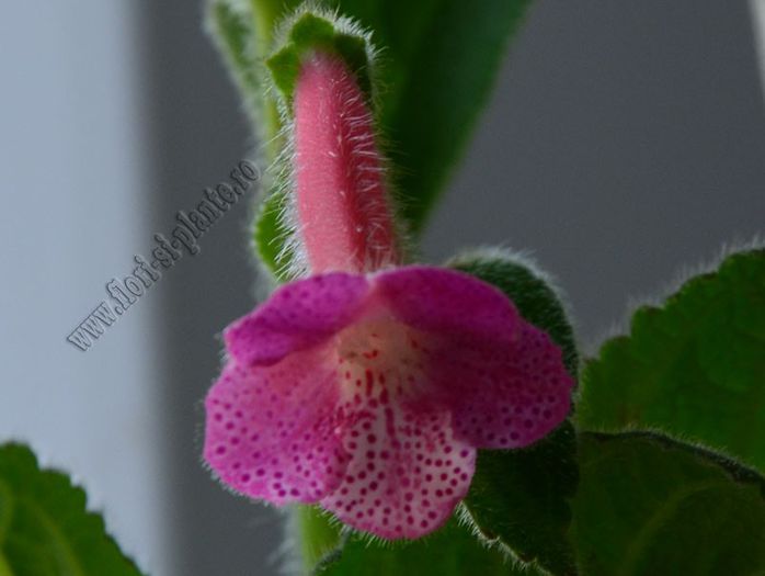 Kohleria Emily Roberts