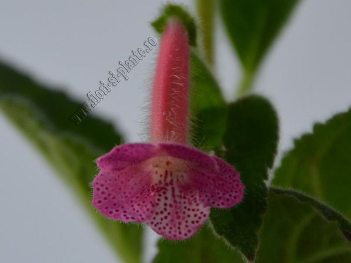 Kohleria Emily Roberts