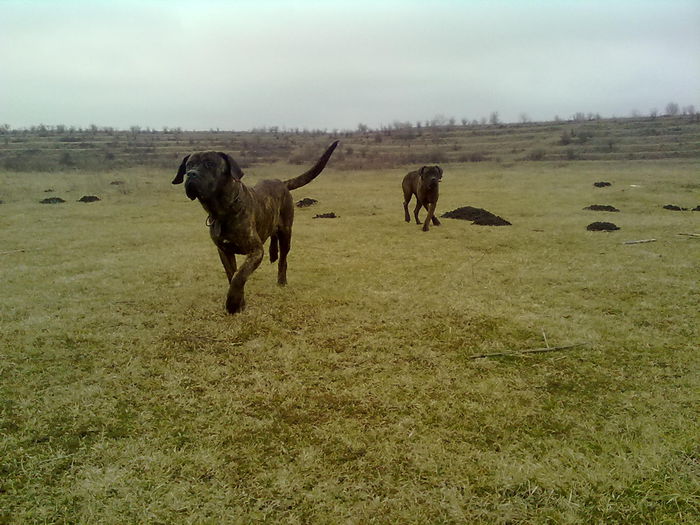 presa canario - poze caini