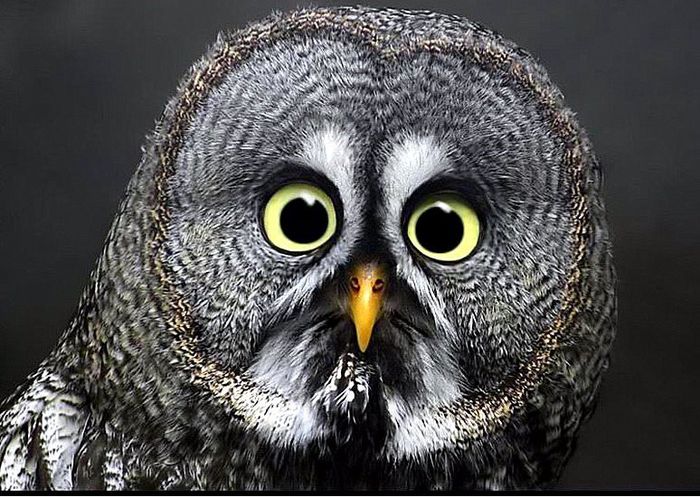 ...da, EU sunt, care-i problema .. ??? !!! - NATURA MOARTA-NATURA VIE