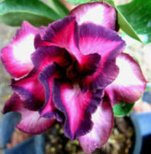 adenium violet city