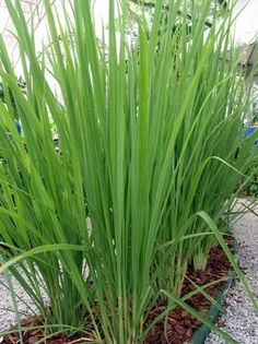 lemongrass-1 - ESECURI GERMINARI SEMINTE