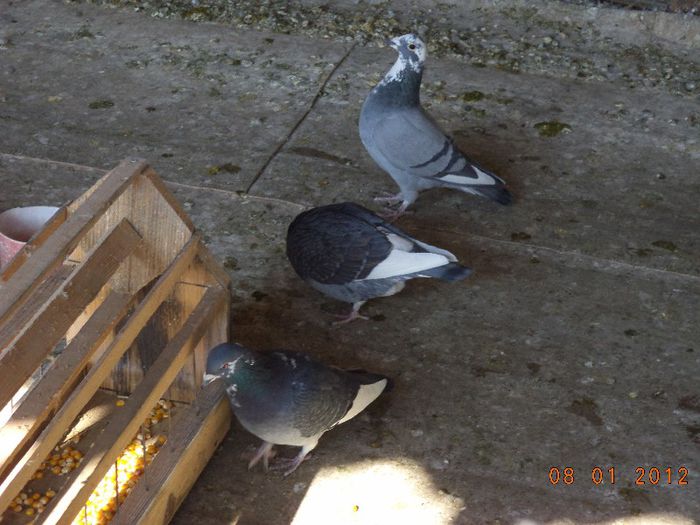 DSC01643 - Diverse poze