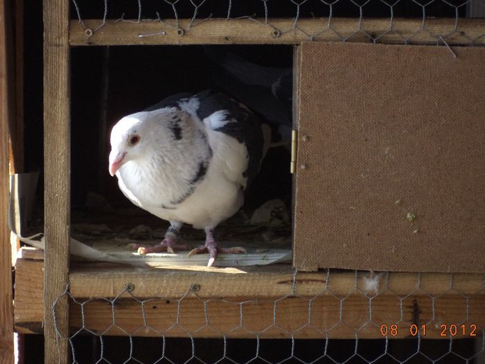 DSC01645 - Diverse poze