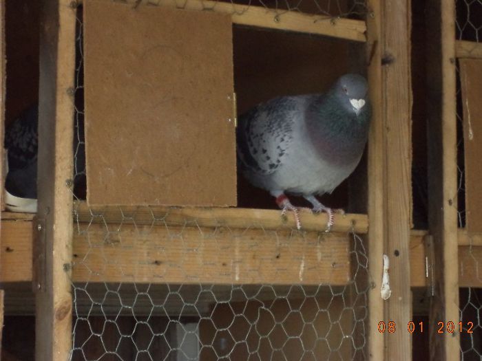 DSC01647 - Diverse poze