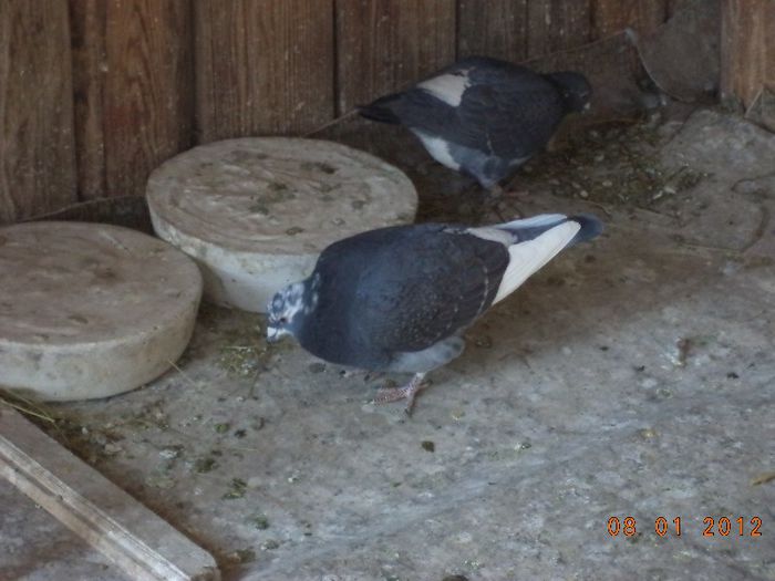 DSC01649 - Diverse poze