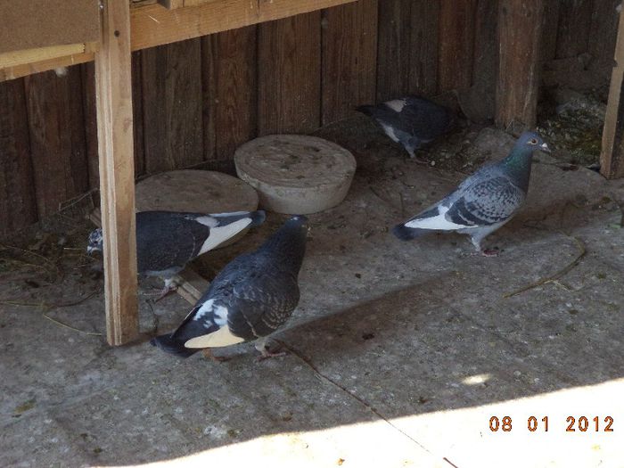 DSC01650 - Diverse poze