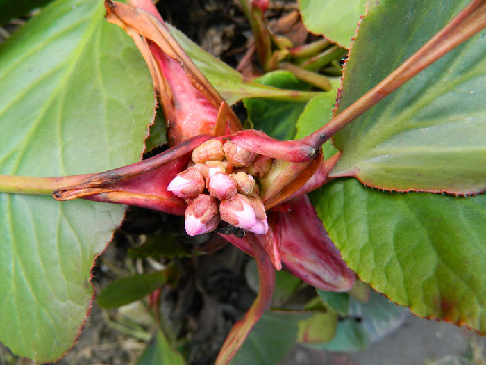 DSCN5171 - Bergenia