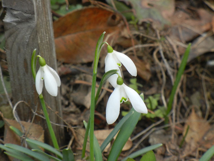 Snowdrops (2013, February 27)