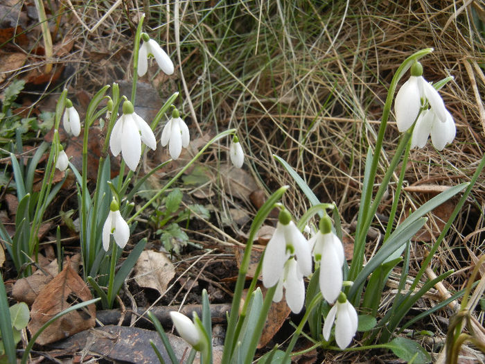Snowdrops (2013, February 27) - GHIOCEI_Galanthus nivalis