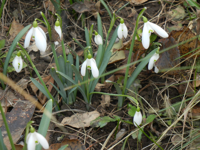 Snowdrops (2013, February 27) - GHIOCEI_Galanthus nivalis