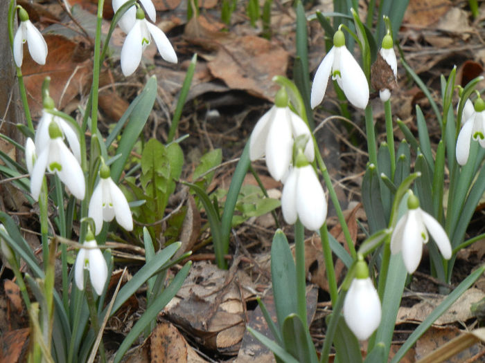 Snowdrops (2013, February 27) - GHIOCEI_Galanthus nivalis