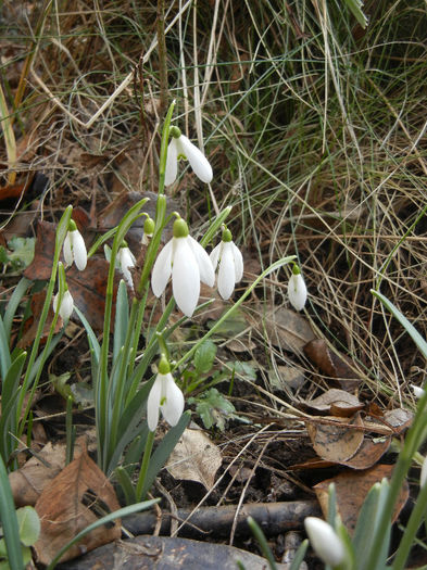 Snowdrops (2013, February 27) - GHIOCEI_Galanthus nivalis