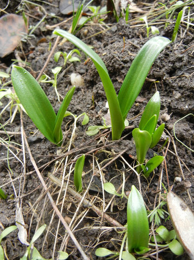 Allium (2013, February 24) - 02 Garden in February