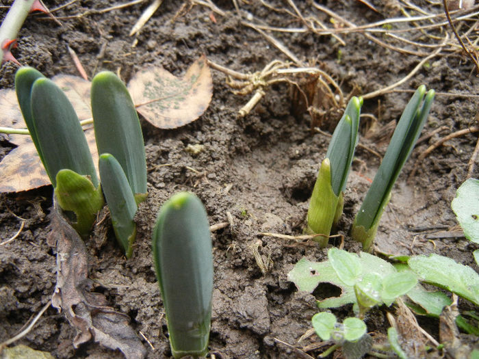 Daffodils_Narcise (2013, February 24) - 02 Garden in February