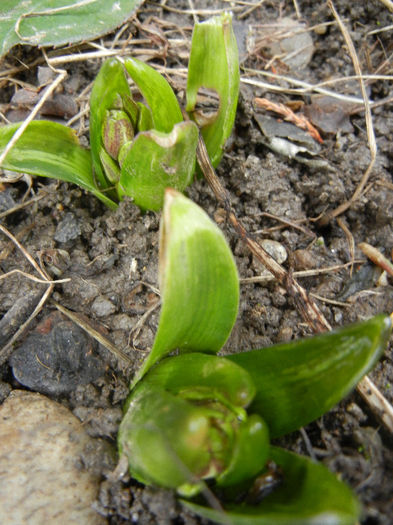 Hyacinthus_Zambile (2013, February 24) - 02 Garden in February