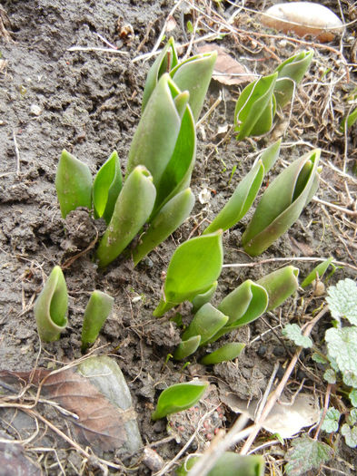 Tulips_Lalele (2013, February 24) - 02 Garden in February