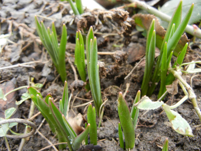 Tulips_Lalele (2013, February 24) - 02 Garden in February